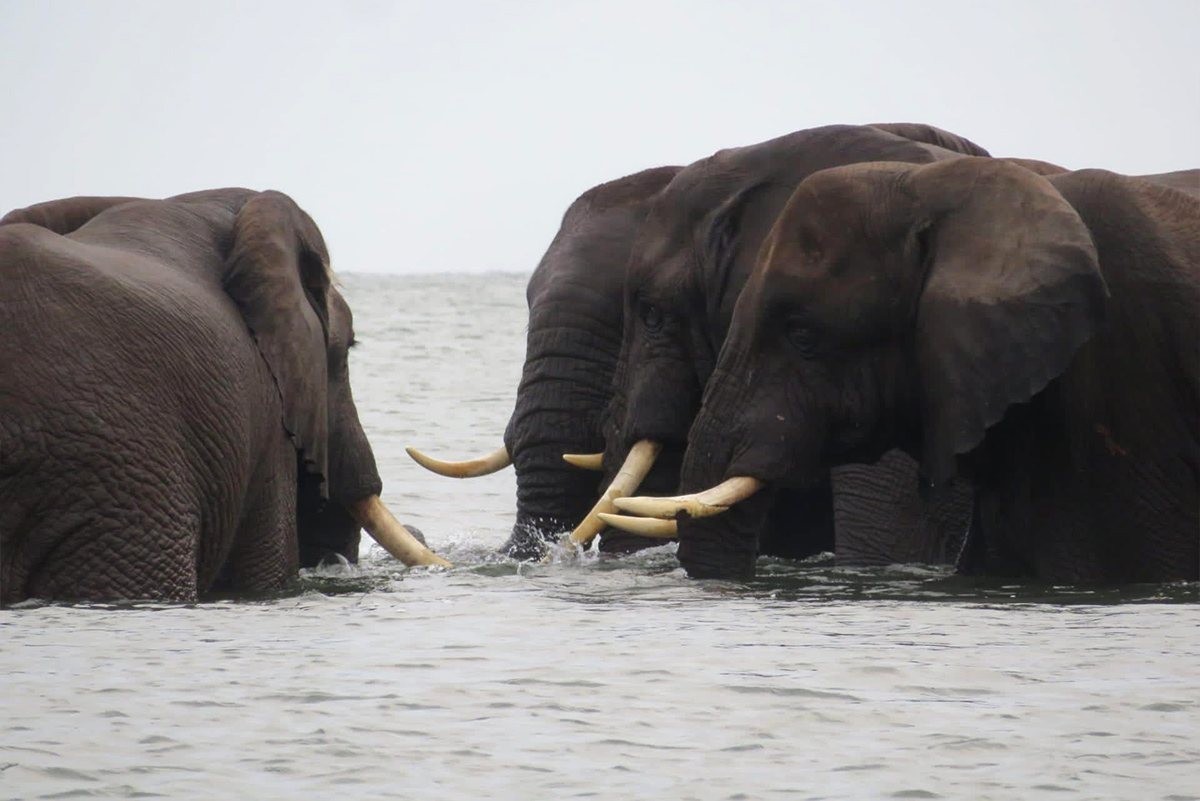 virunga-nationalpark-elefanten-baden