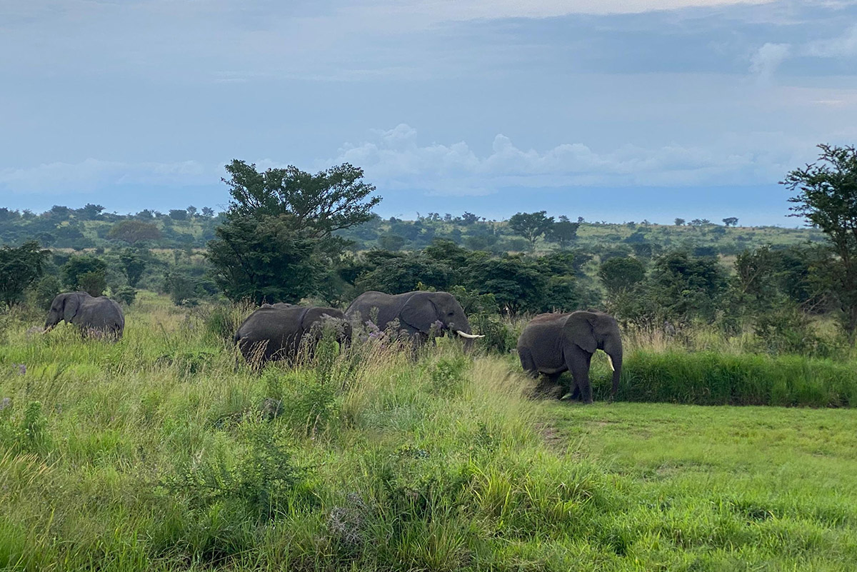 virunga-nationalpark-elefanten-savanne-2