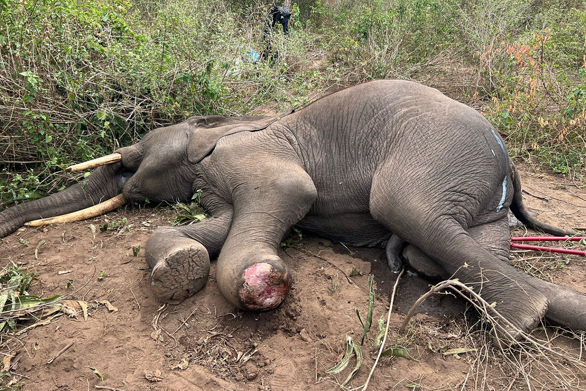 virunga-nationalpark-elefantenfuss-verletzt