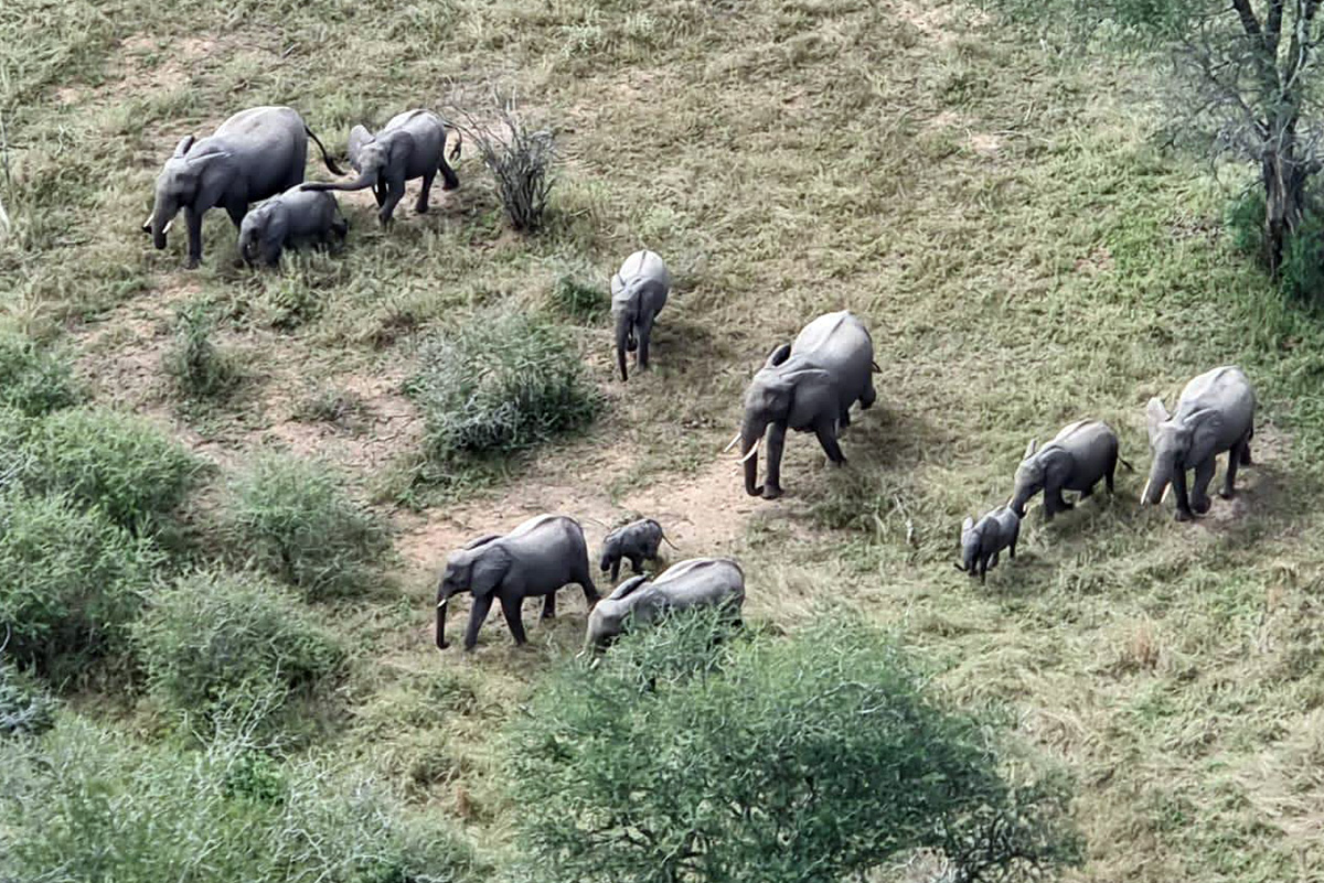 virunga-nationalpark-elefantenherde-luftaufnahme