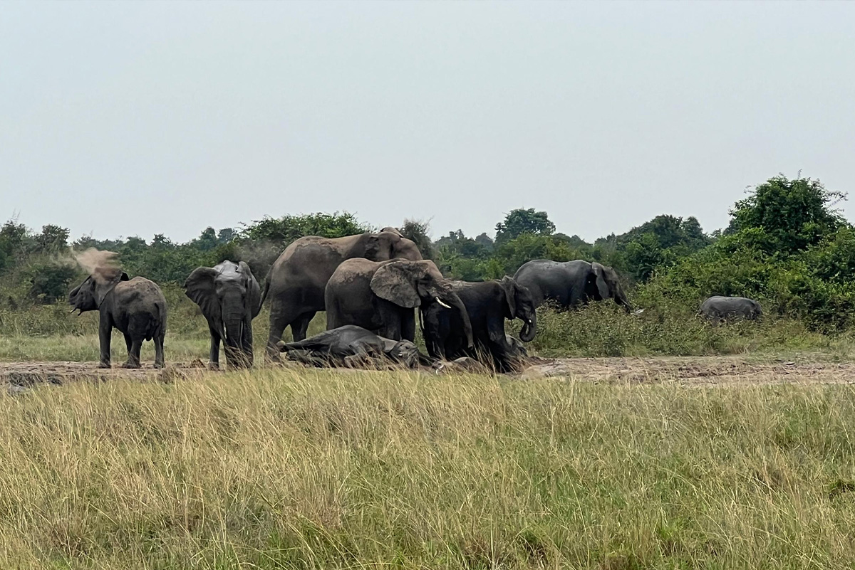 virunga-nationalpark-elefantenherde-sandbad