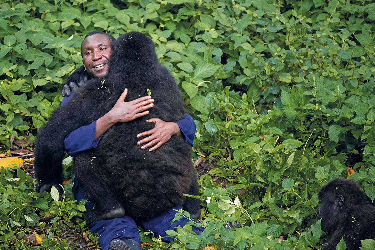 dodobahati-berggorilla-pfleger