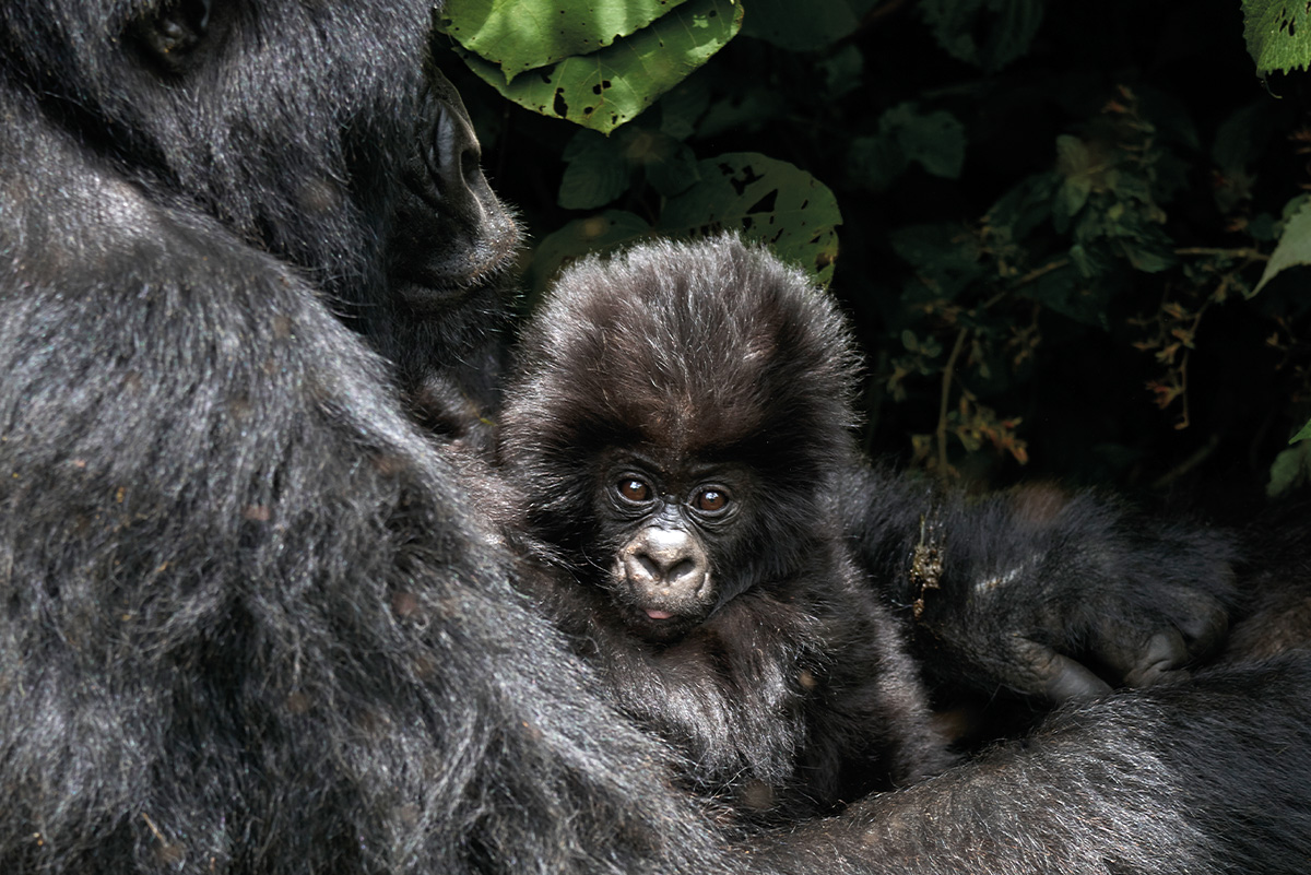 dodobahati-kongo-berggorilla-mutter-kind