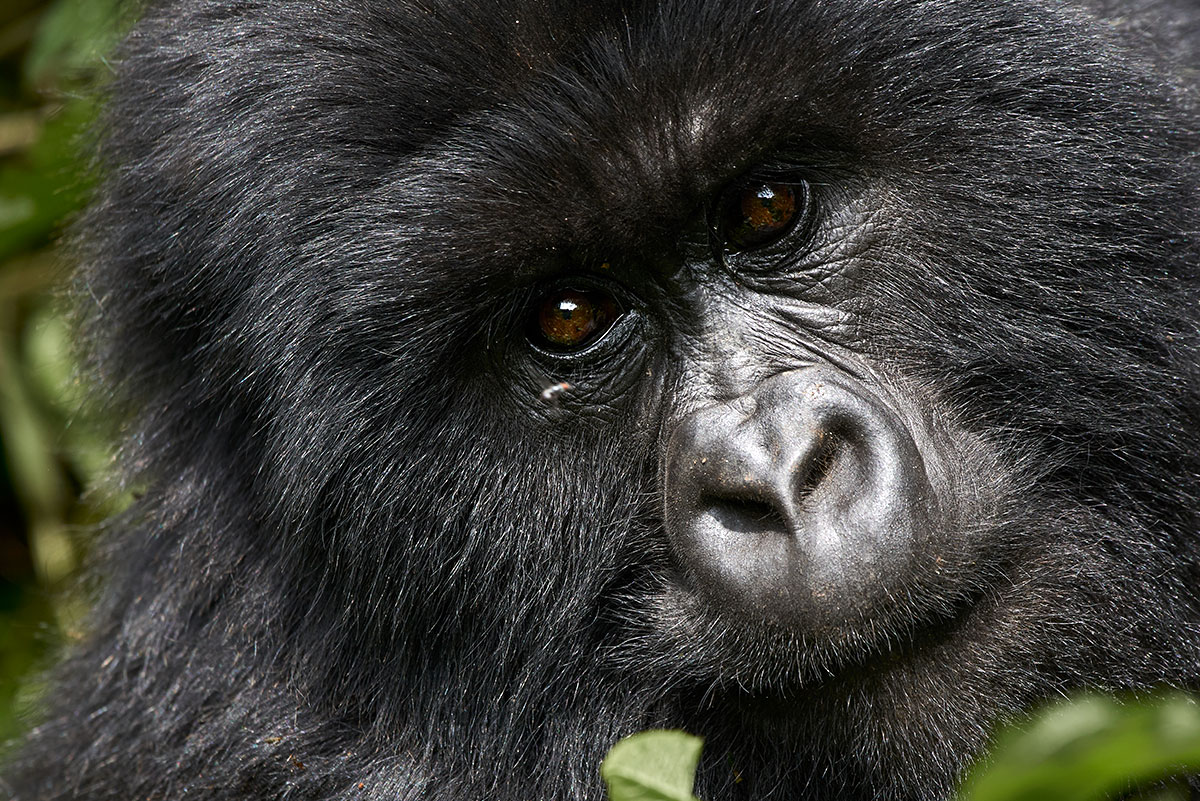 dodobahati-kongo-berggorillakind_portrait