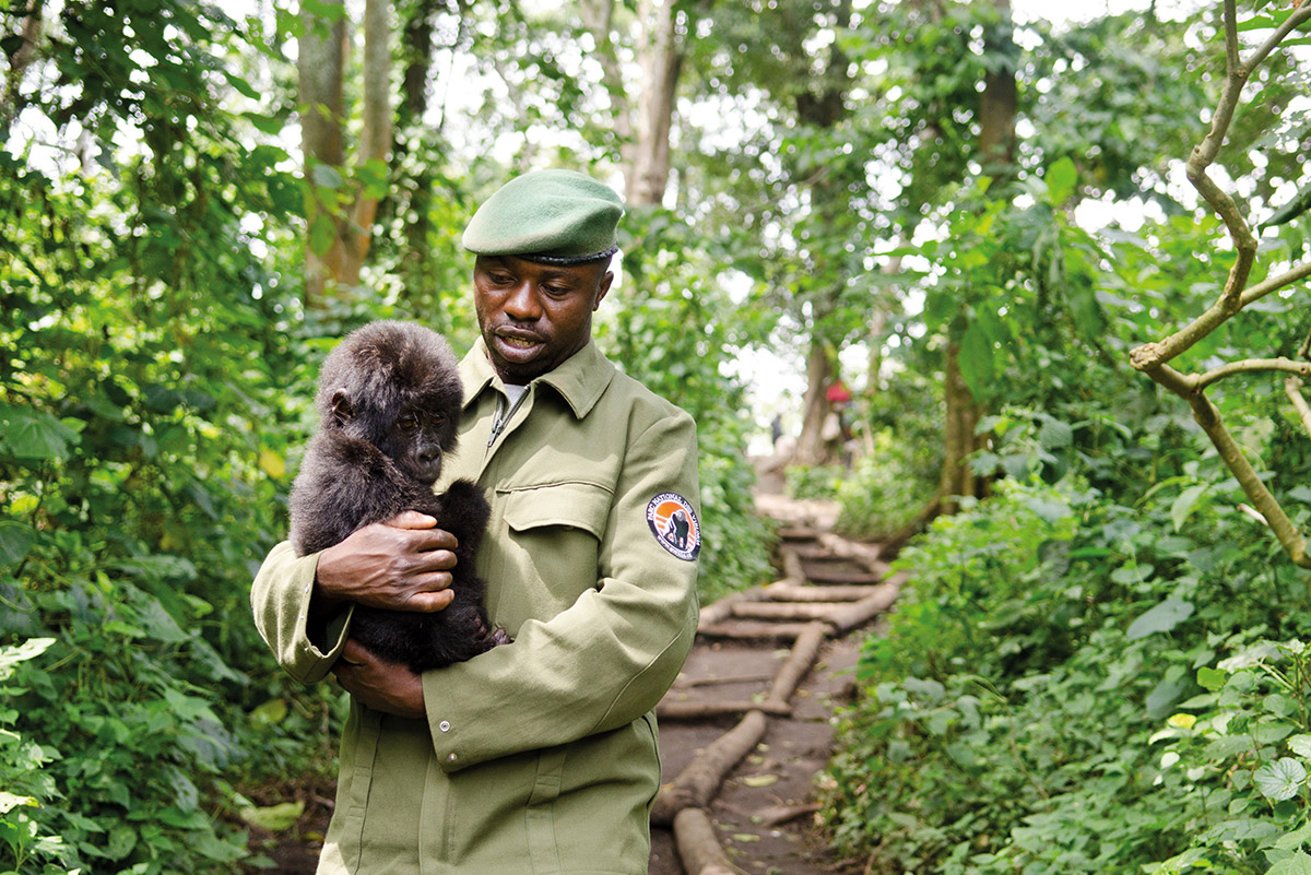 dodobahati-kongo-christian-mit-berggorilla