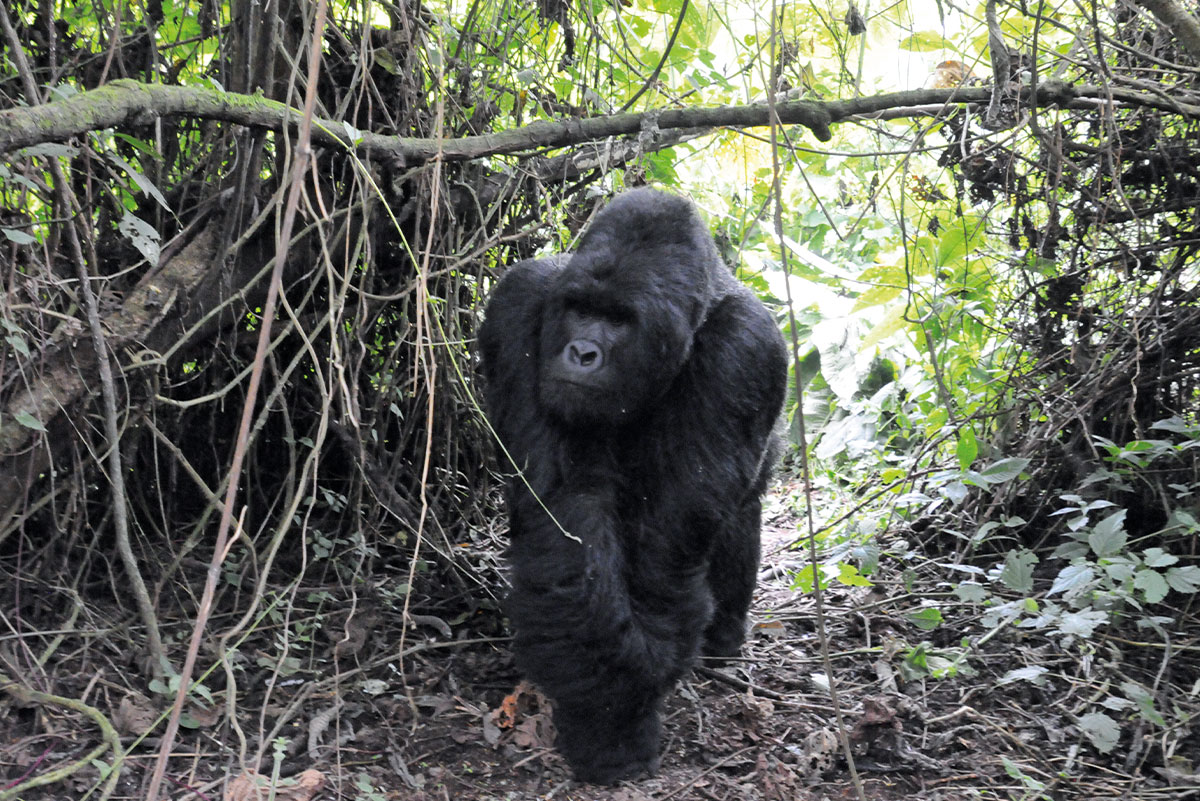 dodobahati-kongo-maennlicher-berggorilla