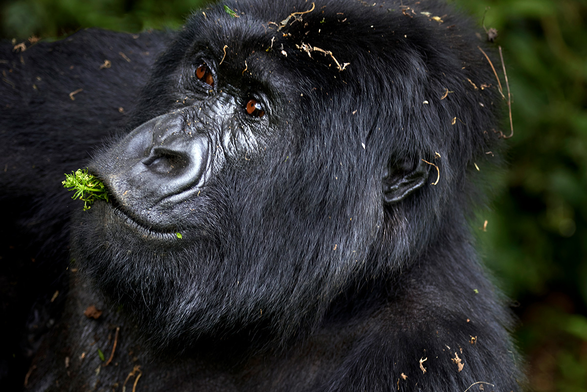 dodobahati-kongo-weiblicher-berggorilla