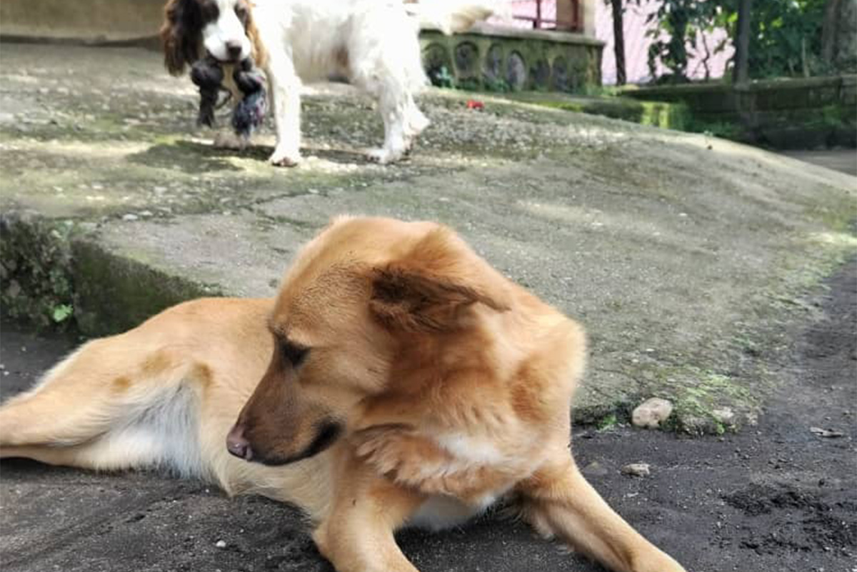 virunga-congohound-ranger-neue-huendin-chanzu-1