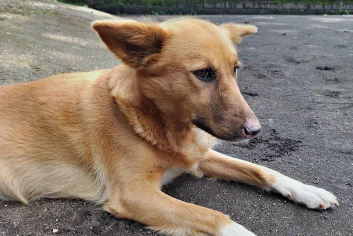 virunga-congohound-ranger-neue-huendin-chanzu-3