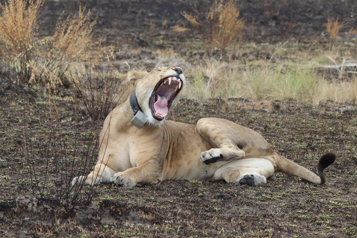 virunga-nationalpark-loewin-maul-auf